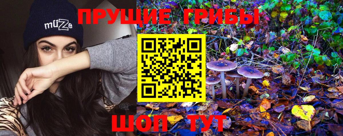 Псилоцибиновые грибы Psilocybe Чапаевск